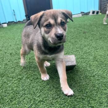 Female 1 2725 -  Husky and Mixed Breed Dog for Adoption in Loxahatchee Groves, Florida - Female 1 2725 | PetCurious