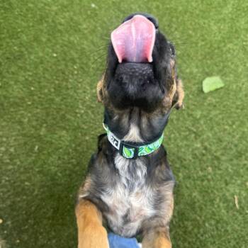Cleo -  German Shepherd Dog and Mixed Breed Dog for Adoption in Buellton, California - Cleo | PetCurious