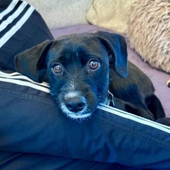 Polly -  Terrier and Mixed Breed Dog for Adoption in San Francisco, California - Polly | PetCurious
