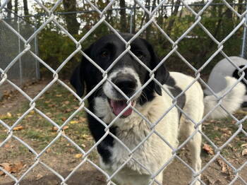 Rescue Border Collie Dogs for Adoption in Hinton, West Virginia - Mavis (7yo, 60lbs) | PetCurious