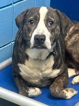 Pit Bull Terrier Dogs Available for Adoption - Milo | PetCurious