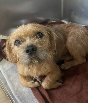 Piper -  Cairn Terrier Dog for Adoption in Spencer, Indiana - Piper | PetCurious