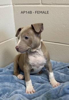 Labrador Retriever Dogs Available for Adoption - Buffy | PetCurious