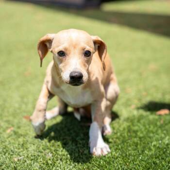 Terrier and Mixed Breed Dogs Available for Adoption in Gainesville, Georgia - Opie | PetCurious