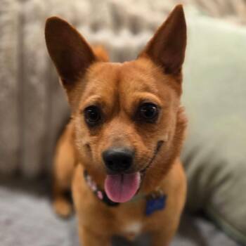 Chihuahua Dogs Available for Adoption in Helena, Alabama - Paco | PetCurious