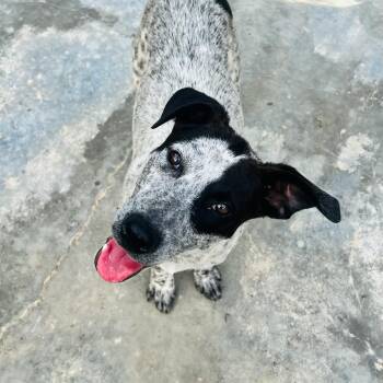 Australian Cattle Dog Blue Heeler and Cattle Dog Dogs Available for Adoption in Atlanta, Texas - Woody $100 Total Adoption Fee | PetCurious