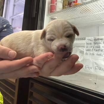 Rescue Terrier and Chihuahua Dogs for Adoption in Tacoma, Washington - Yam | PetCurious