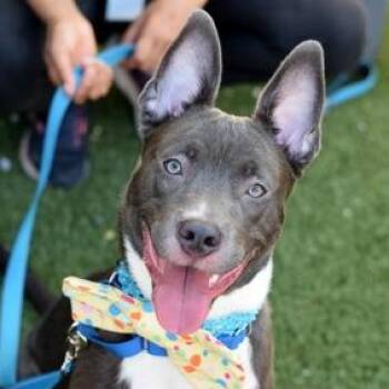 Play Doh -  Mixed Breed Dog for Adoption in New York, New York - Play Doh | PetCurious