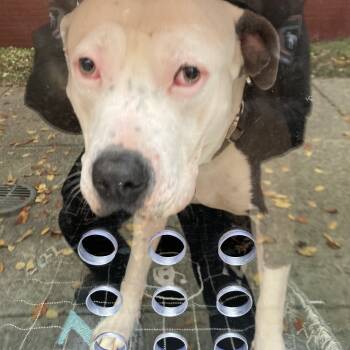 Rescue Mixed Breed Dogs for Adoption in Philadelphia, Pennsylvania - Gumball | PetCurious