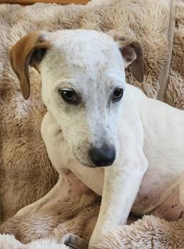Shady -  English Pointer Dog for Adoption in Lafayette, California - Shady | PetCurious