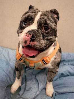 English Bulldog Dogs Available for Adoption in Boston, Massachusetts - BRUTUS | PetCurious