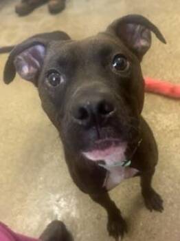 Oliver Bear -  Pit Bull Terrier Dog for Adoption in Cleveland, Ohio - Oliver Bear | PetCurious