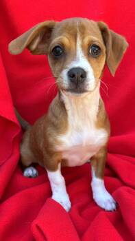Beagle and Jack Russell Terrier Dogs Available for Adoption - Harper | PetCurious