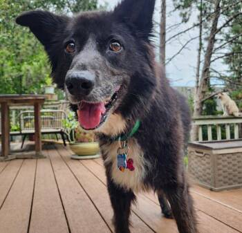 Cupcake -  Shetland Sheepdog Sheltie and Border Collie Dog for Adoption in Minnetrista, Minnesota - Cupcake | PetCurious