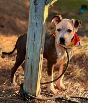 Rescue Mixed Breed Dogs for Adoption in Sumter, South Carolina - Fergie | PetCurious