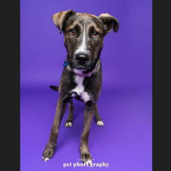 Rescue Husky and Shepherd Dogs for Adoption in Fargo, North Dakota - Planchette | PetCurious