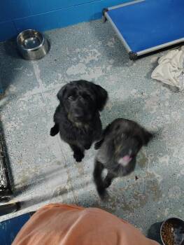 Clairabell -  Poodle Dog for Adoption in Muskegon, Michigan - Clairabell | PetCurious