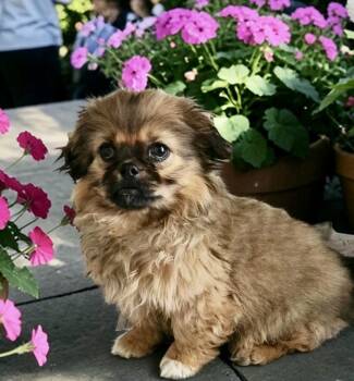 Shih Tzu and Pomeranian Dogs Available for Adoption - Ava | PetCurious