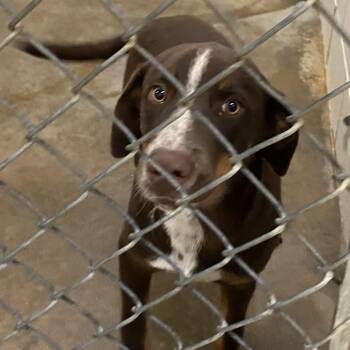 Shepherd Dogs Available for Adoption - Oakley - 121804T | PetCurious