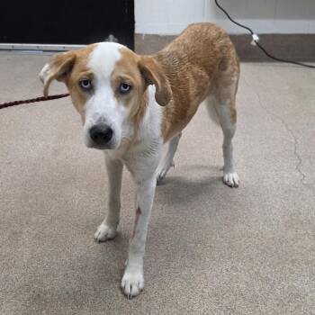 Belly -  Mixed Breed Dog for Adoption in Ardmore, Oklahoma - Belly | PetCurious
