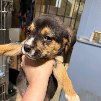 Mixed Breed Dogs Available for Adoption in Savannah, Georgia - (Molly)Wedding Pup 6 | PetCurious