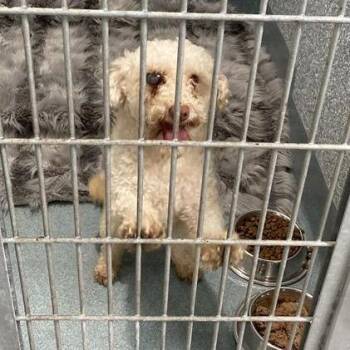 Rocky -  Poodle and Mixed Breed Dog for Adoption in Long Beach, California - Rocky | PetCurious