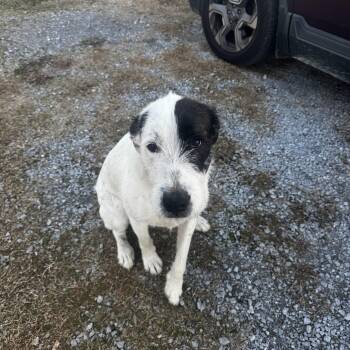 Irish Wolfhound and Labrador Retriever Dogs Available for Adoption in Hokes Bluff, Alabama - Tyson | PetCurious