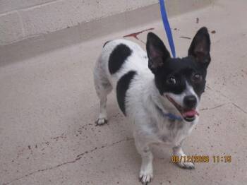 (406) -  Chihuahua Dog for Adoption in Marietta, Georgia - (406) | PetCurious