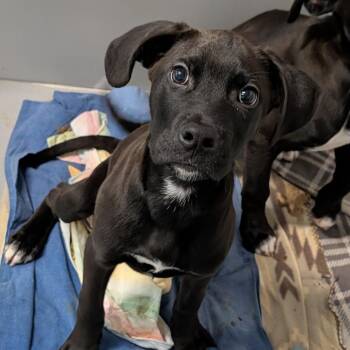 Rescue Mixed Breed Dogs for Adoption in Cape Girardeau, Missouri - Karkat | PetCurious