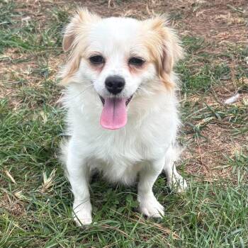 Nemo Rex -  Chihuahua Dog for Adoption in Houston, Texas - Nemo Rex | PetCurious