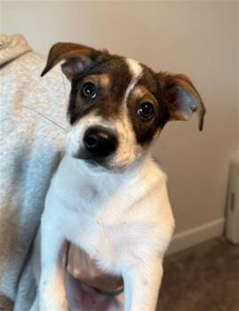 Pit Bull Terrier Dogs Available for Adoption in Sacramento, California - RYLAND | PetCurious