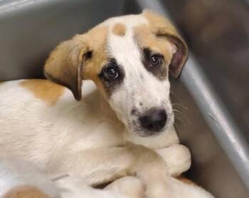 Lambchop -  Anatolian Shepherd and Mixed Breed Dog for Adoption in Kansas City, Missouri - Lambchop | PetCurious