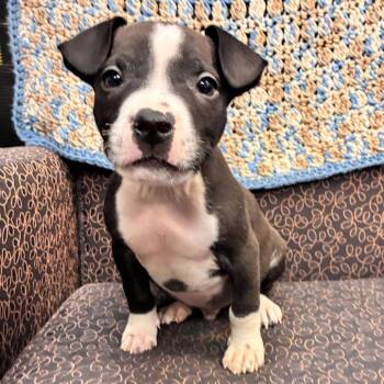 Pit Bull Terrier Dogs Available for Adoption in Dayton, Ohio - WooWoo | PetCurious
