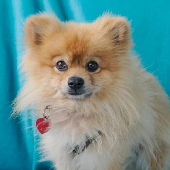OSO bonded to FRIDA -  Pomeranian Dog for Adoption in Richmond, California - OSO Bonded To FRIDA | PetCurious