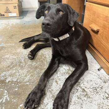 Black Labrador Retriever Dogs Available for Adoption - Winnie ER | PetCurious