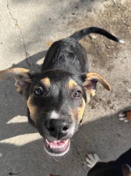 Australian Cattle Dog Blue Heeler and Cattle Dog Dogs Available for Adoption in Fort Lupton, Colorado - Chordeleg | PetCurious