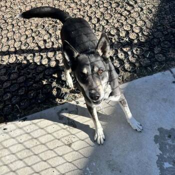 Husky and Mixed Breed Dogs Available for Adoption - Bluebird | PetCurious