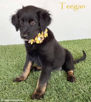 Teegan -  Flat Coated Retriever Dog for Adoption in San Diego, California - Teegan | PetCurious