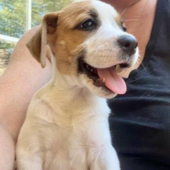 Missy -  Beagle and Jack Russell Terrier Dog for Adoption - Missy | PetCurious