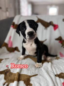 Terrier Dogs Available for Adoption - Romeo | PetCurious