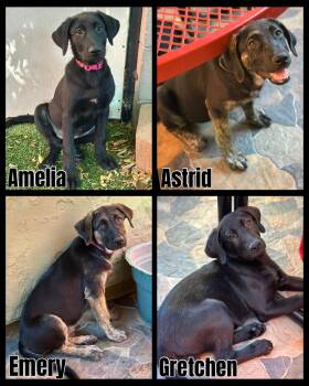 Rescue German Shepherd Dog Dogs for Adoption in Glendale, Arizona - German Shepherd Mix Litter | PetCurious