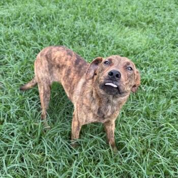Boogie -  Labrador Retriever and Terrier Dog for Adoption in Carencro, Louisiana - Boogie | PetCurious