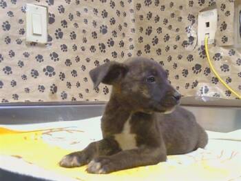 JEREMY -  Pit Bull Terrier and Mixed Breed Dog for Adoption in Sacramento, California - JEREMY | PetCurious