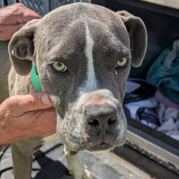 Boxer and American Bulldog Dogs Available for Adoption in East St. Louis, Illinois - Rumpus | PetCurious