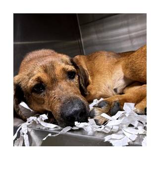 Long John -  Miniature Dachshund and Mixed Breed Dog for Adoption in Tampa, Florida - Long John | PetCurious