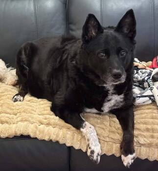 Border Collie and Shepherd Dogs Available for Adoption - Hannah | PetCurious