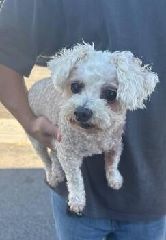 Mini poodle-Owners Moved -  Miniature Poodle Dog for Adoption in Torrance, California - Mini Poodle-Owners Moved | PetCurious
