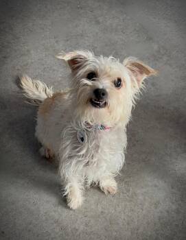 Thumbelina -  Cairn Terrier Dog for Adoption in Phoenix, Arizona - Thumbelina | PetCurious