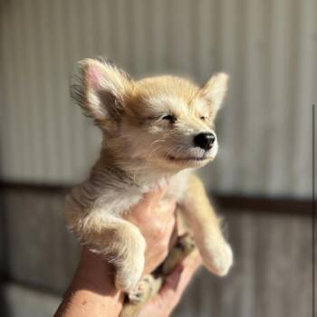 PRINGLE -  Pomeranian and Husky Dog for Adoption in Waterford, New Jersey - PRINGLE | PetCurious