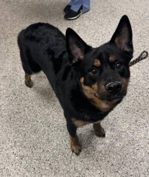 Buckeye -  Shepherd and Mixed Breed Dog for Adoption in Kansas City, Missouri - Buckeye | PetCurious